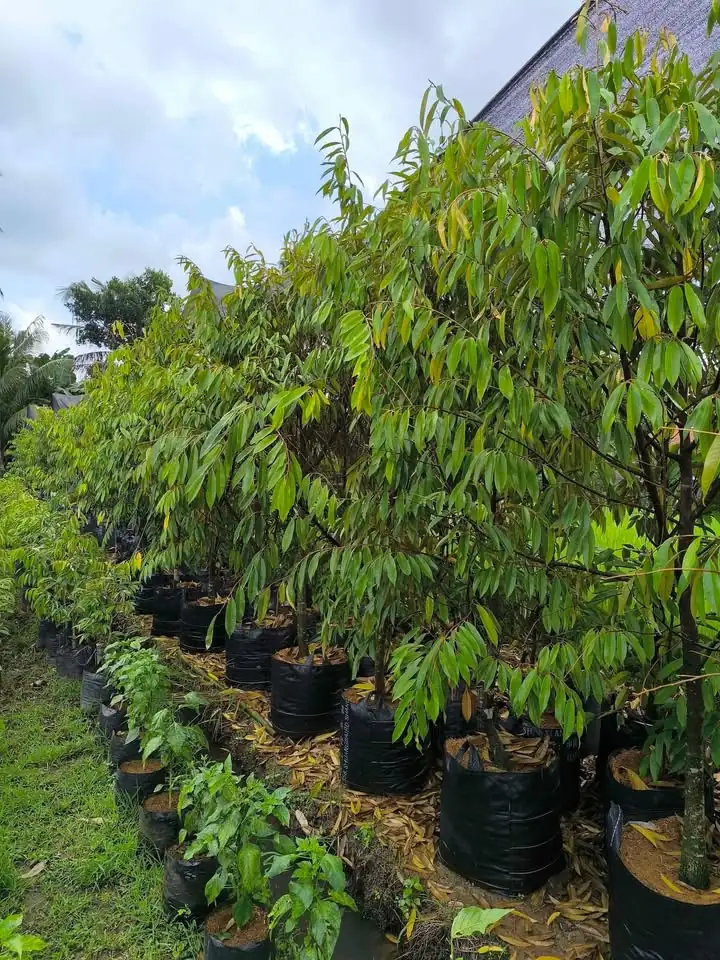 Musangking 3 meter siap berbuah batang besar