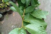 Ready Bibit Jambu Kristal Putih