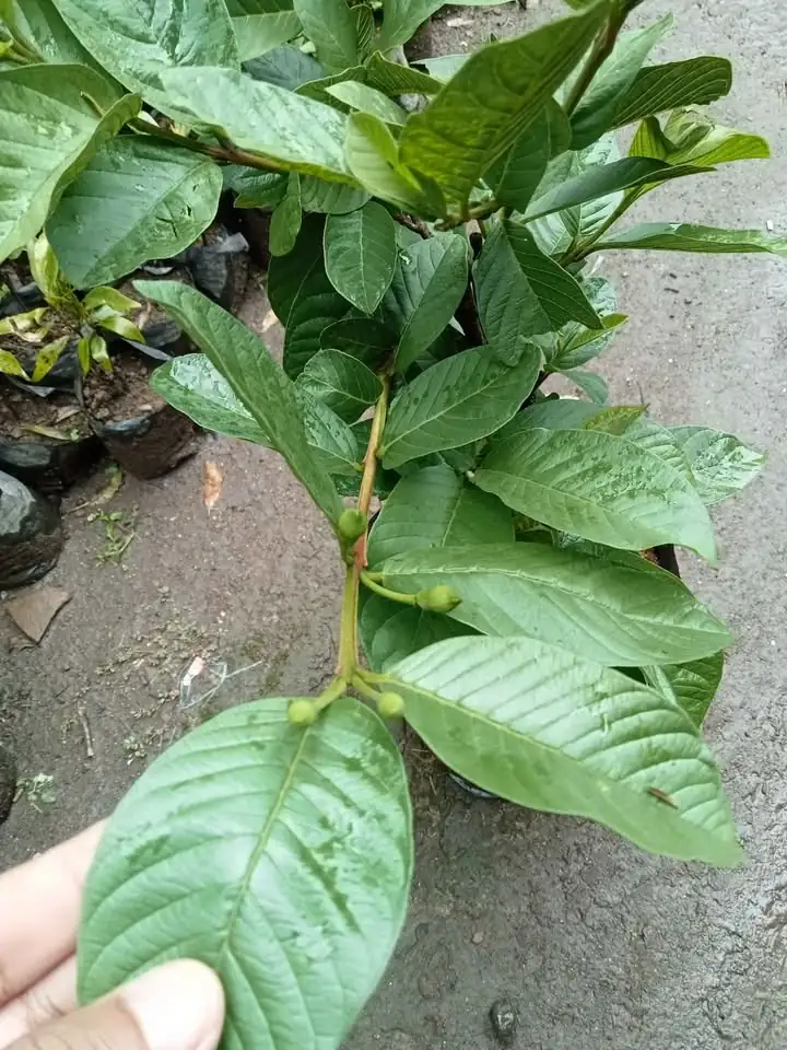 Ready Bibit Jambu Kristal Putih