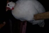 Ayam mutiara usia 8 bulan dewasa