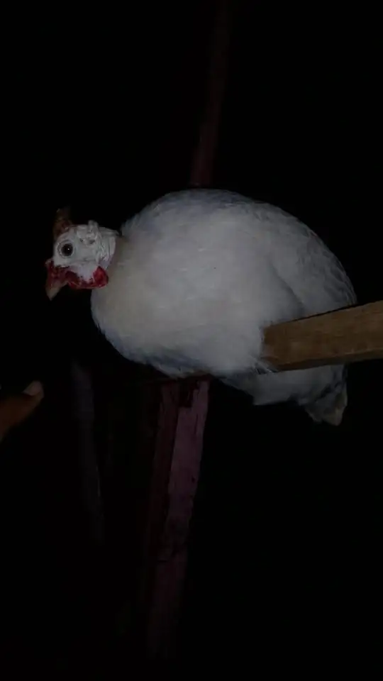 Ayam mutiara usia 8 bulan dewasa