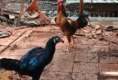 Ayam Kampung (Jago) 2 ekor