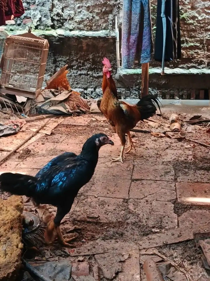 Ayam Kampung (Jago) 2 ekor