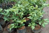 Ready Bibit Jambu Kristal Putih