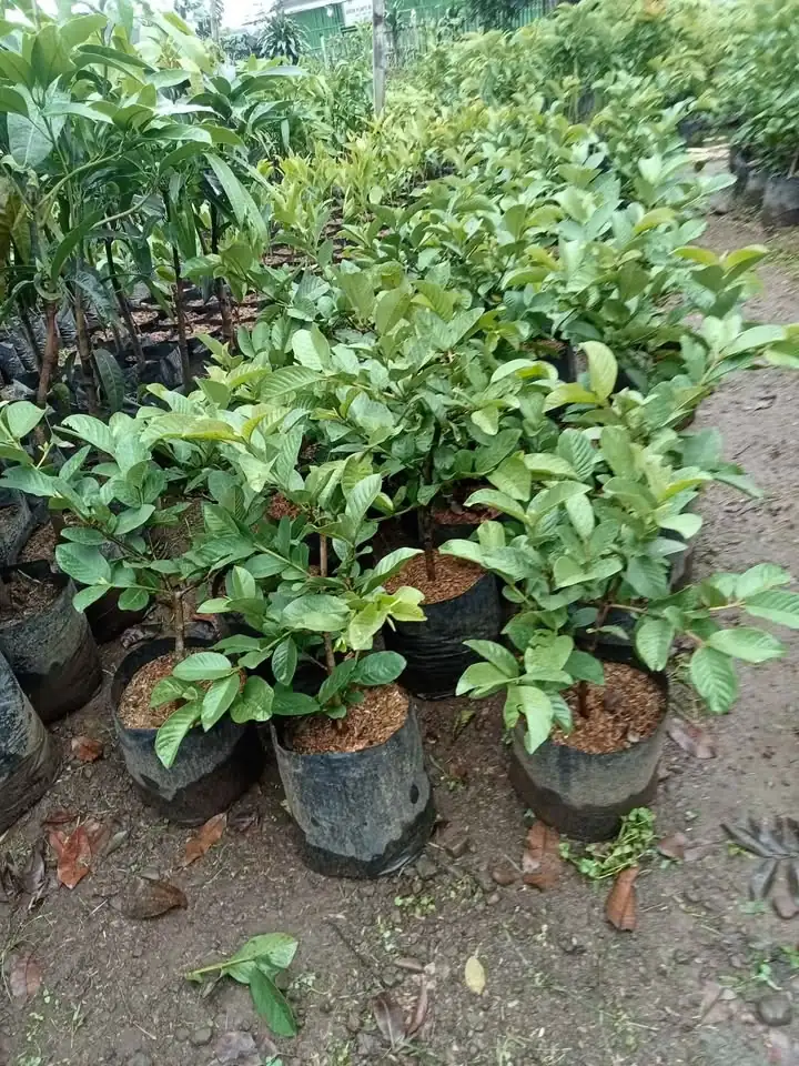 Ready Bibit Jambu Kristal Putih