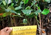 Bibit nangka merah Thailand
