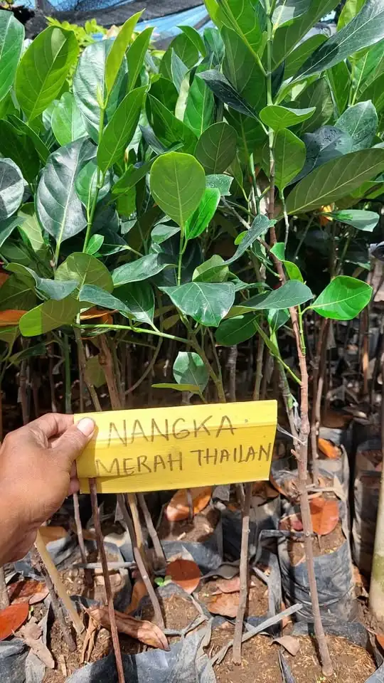 Bibit nangka merah Thailand