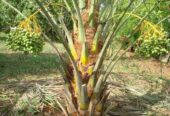 BIBIT KURMA TROPIS BARHEEE USIA 6 BULAN