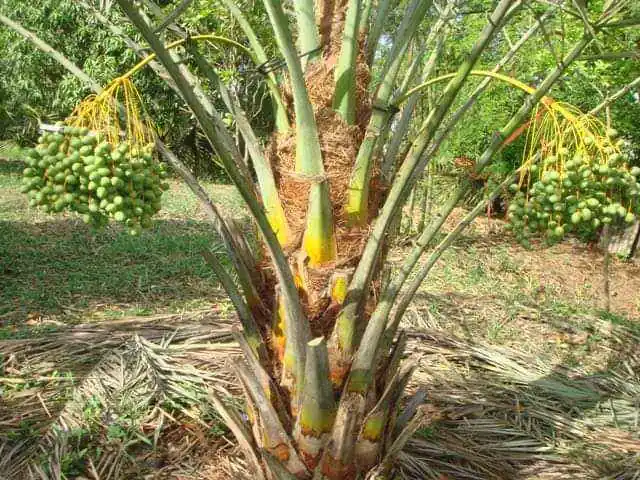 BIBIT KURMA TROPIS BARHEEE USIA 6 BULAN