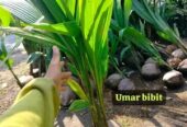 Bibit kelapa hibrida