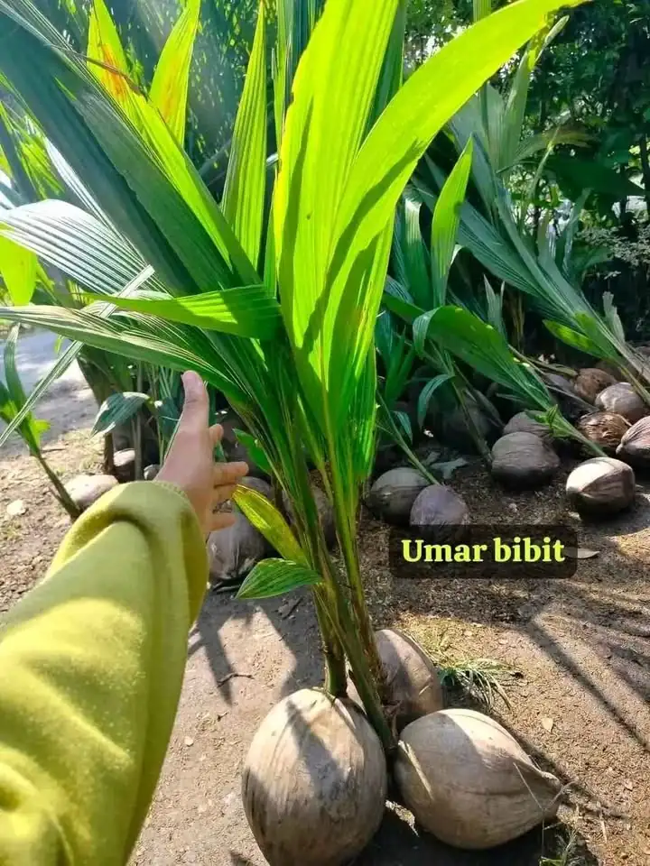 Bibit kelapa hibrida