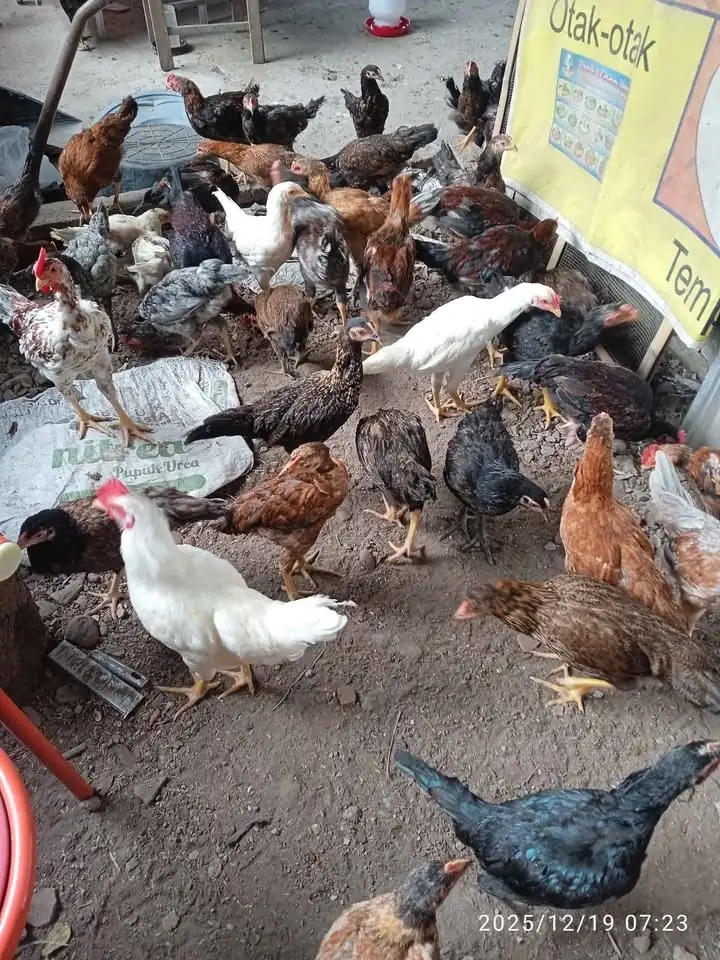 Ayam kub umur 3bln bahan ingkung ayam berat kurang lebih 1kg