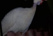 Ayam mutiara usia 8 bulan dewasa