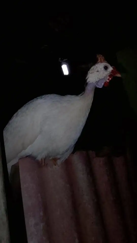 Ayam mutiara usia 8 bulan dewasa