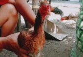 Ayam DOC samo eropa ori unggul