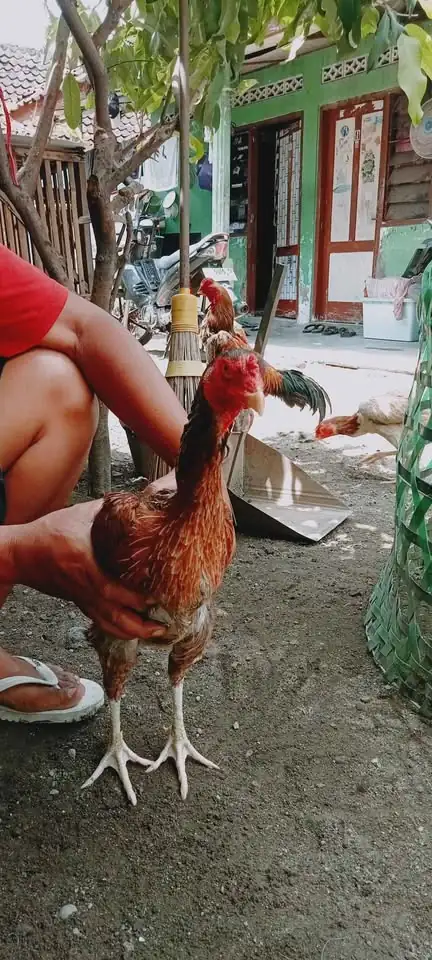 Ayam DOC samo eropa ori unggul
