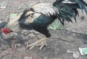 Ayam Bangkok Joss Usia 6-7 bulan