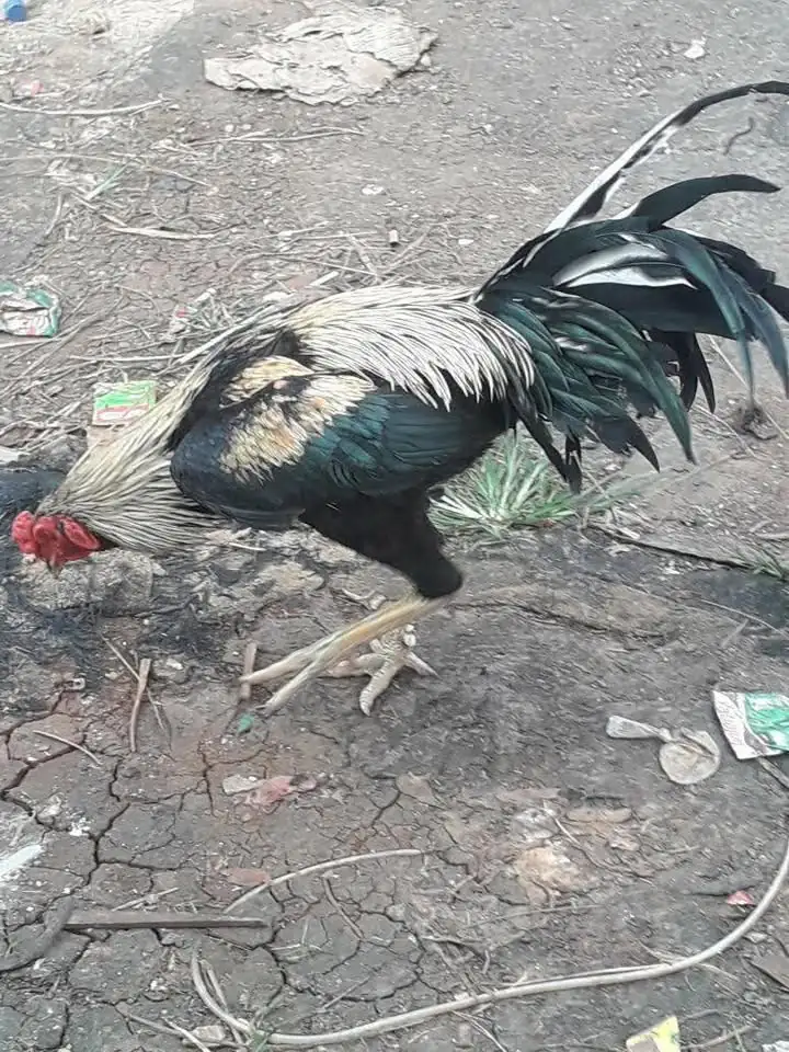 Ayam Bangkok Joss Usia 6-7 bulan