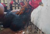 Ayam peranakan bangkok bobot 2.5 keatas