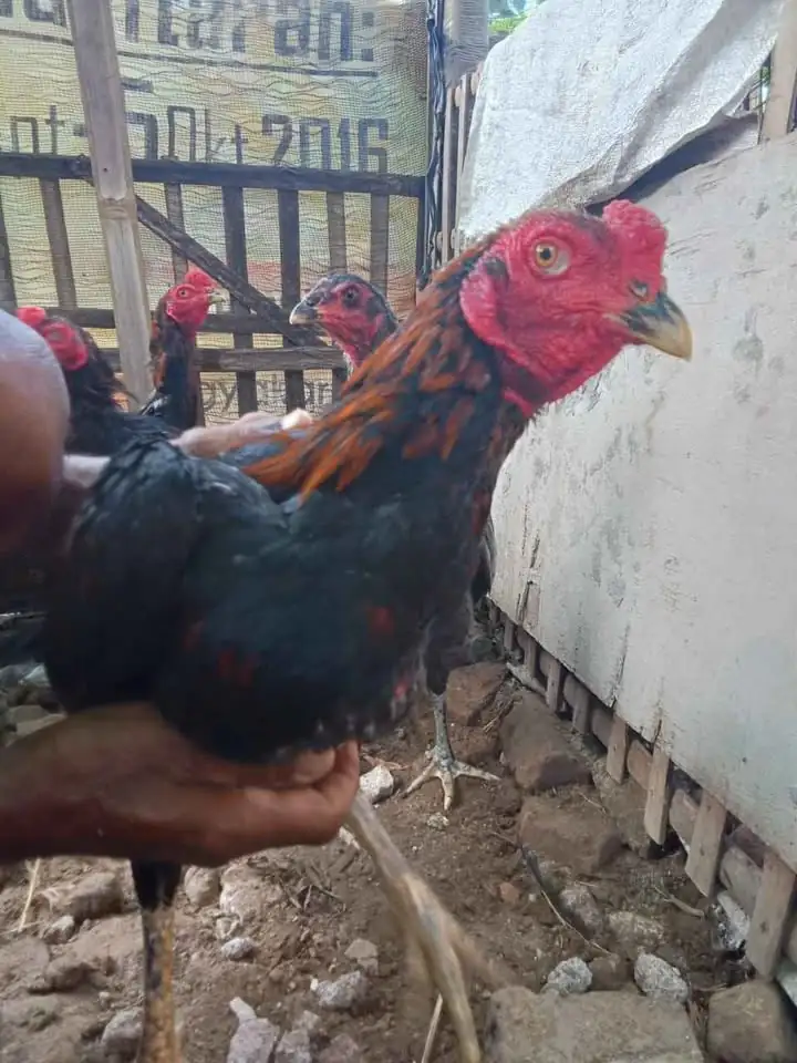Ayam peranakan bangkok bobot 2.5 keatas