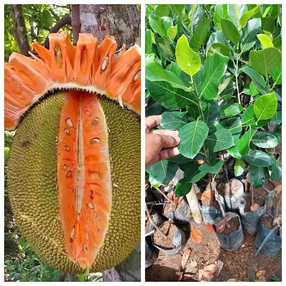 Bibit nangka merah Thailand
