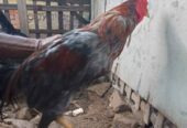 Ayam peranakan bangkok bobot 2.5 keatas