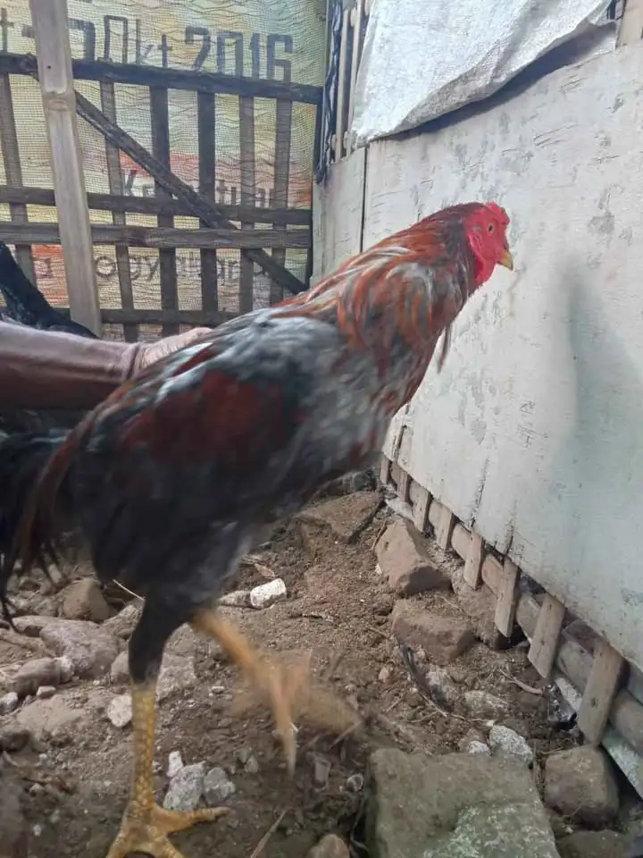 Ayam peranakan bangkok bobot 2.5 keatas