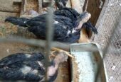 Dijual ayam 8 ekor borongan