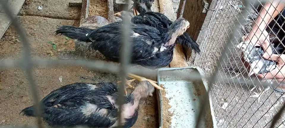 Dijual ayam 8 ekor borongan