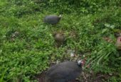 Ayam mutiara sepasang induk jenis ORI
