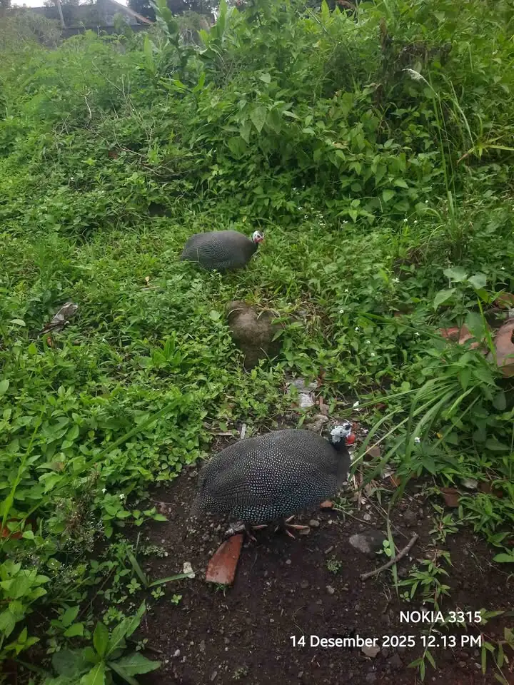 Ayam mutiara sepasang induk jenis ORI