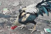 Ayam Bangkok Joss Usia 6-7 bulan