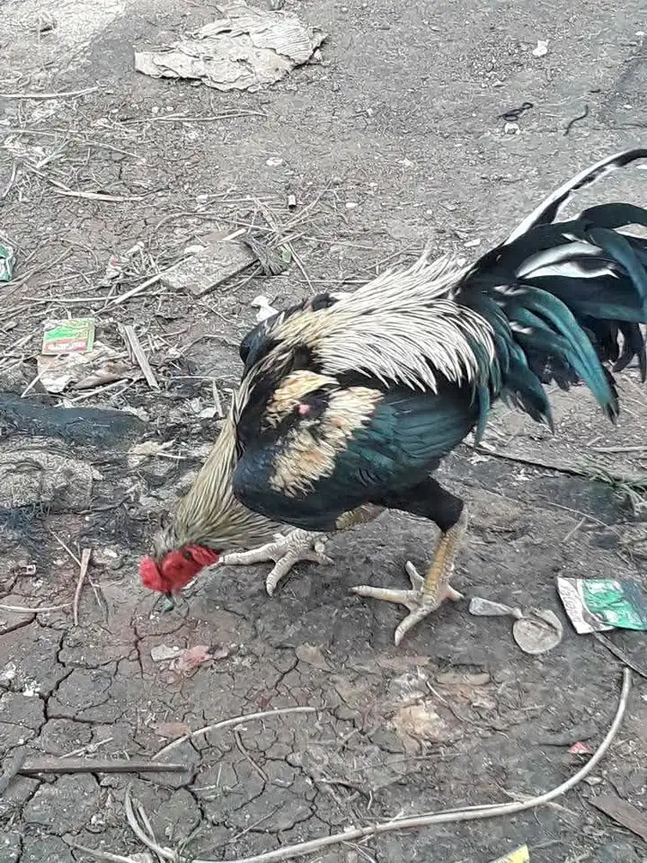 Ayam Bangkok Joss Usia 6-7 bulan