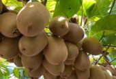 Bibit Kiwi Super Genjah