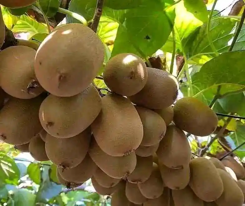 Bibit Kiwi Super Genjah