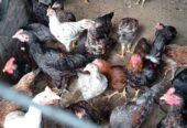 Ayam kub umur 3bln bahan ingkung ayam berat kurang lebih 1kg