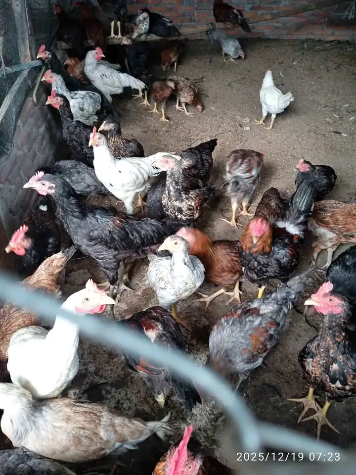 Ayam kub umur 3bln bahan ingkung ayam berat kurang lebih 1kg