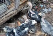 Dijual ayam 8 ekor borongan