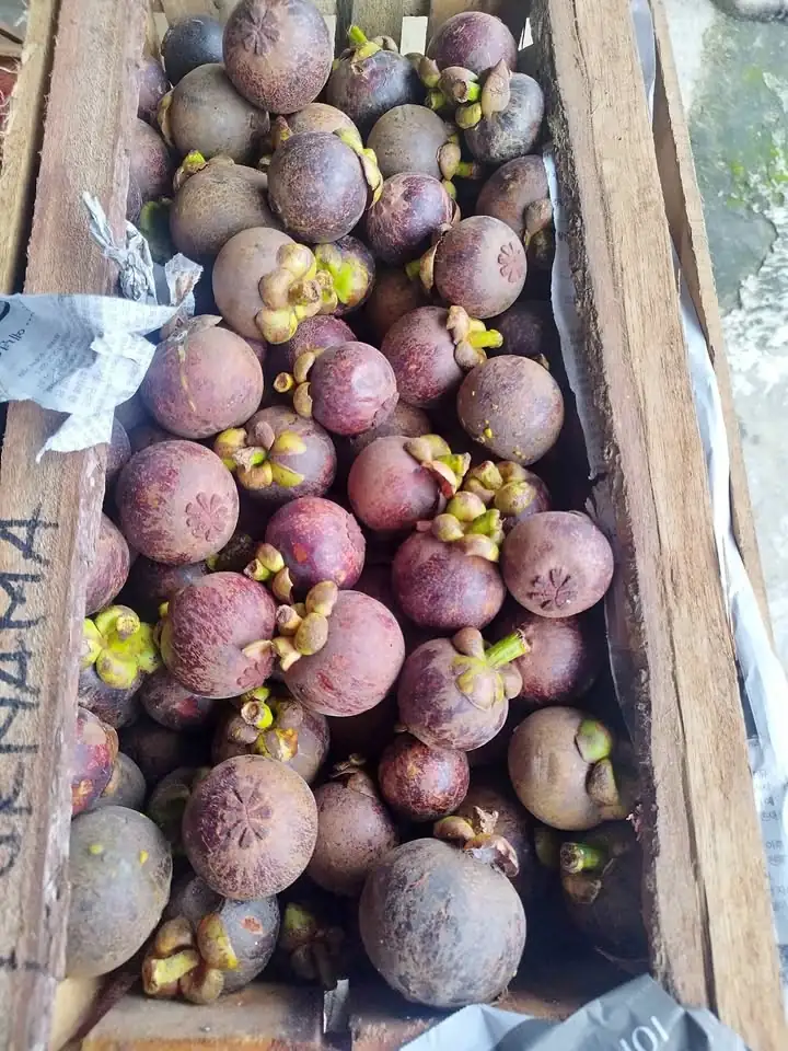 Buah Manggis