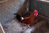 PEJANTAN AYAM ELBA 9 BULAN