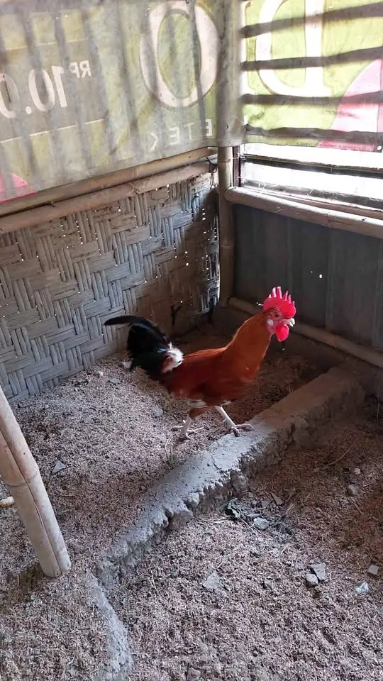 PEJANTAN AYAM ELBA 9 BULAN