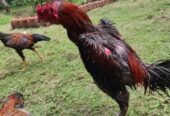 Ayam laga. BK mangon umur 9 bulan. win 2x Menang 2 air dan 3 air 8 men