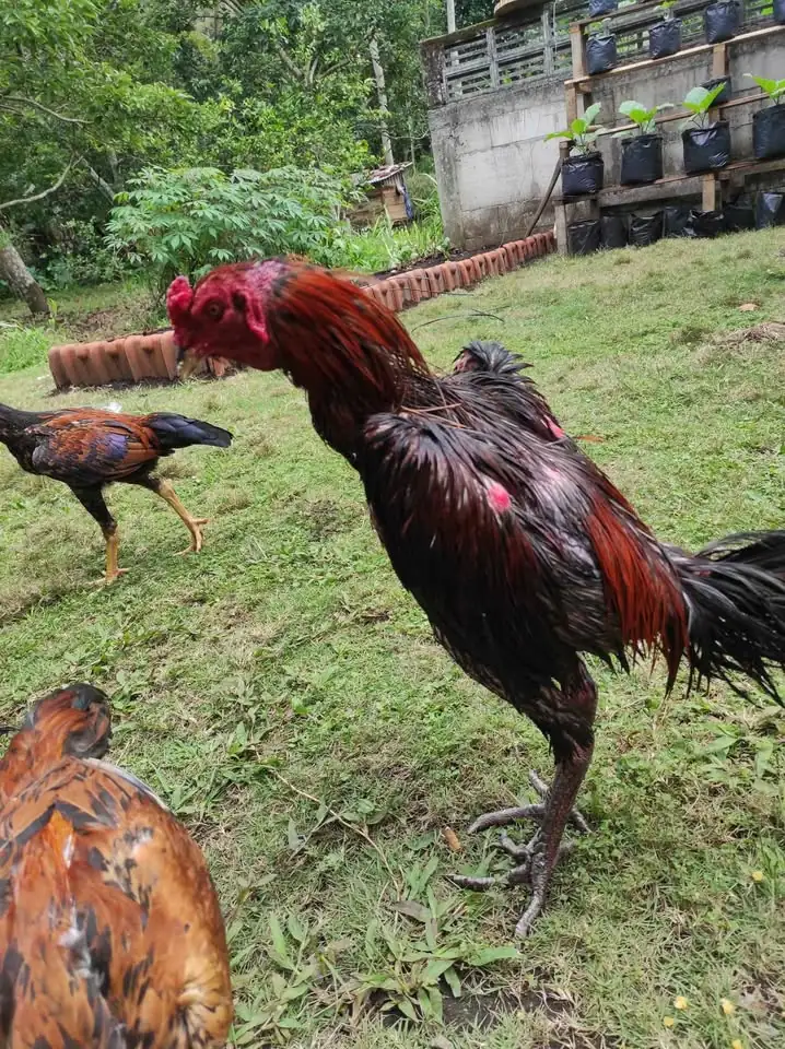 Ayam laga. BK mangon umur 9 bulan. win 2x Menang 2 air dan 3 air 8 men