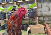 Ayam laga. BK mangon umur 9 bulan. win 2x Menang 2 air dan 3 air 8 men