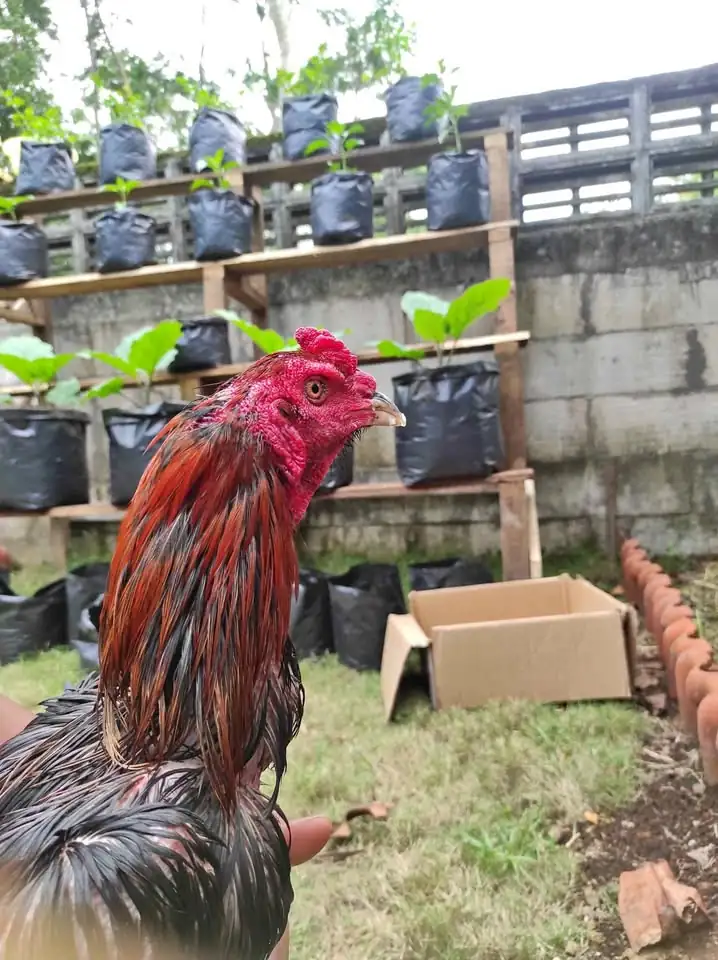 Ayam laga. BK mangon umur 9 bulan. win 2x Menang 2 air dan 3 air 8 men