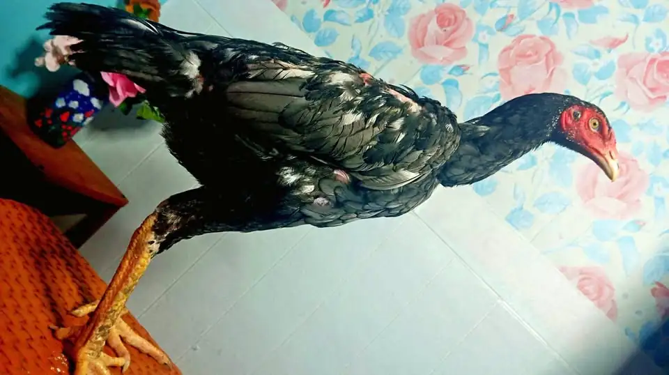 Ayam pakhoy jantan klawuu