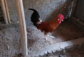 PEJANTAN AYAM ELBA 9 BULAN