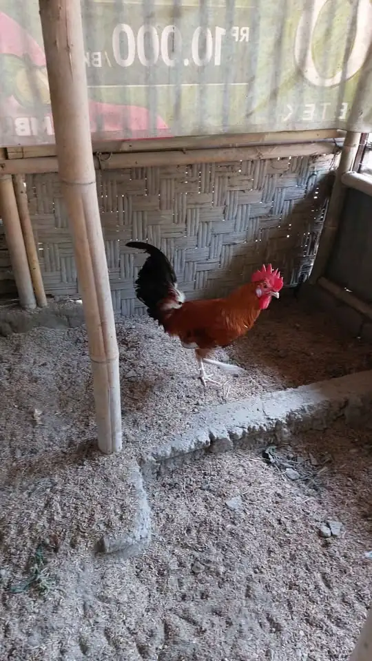 PEJANTAN AYAM ELBA 9 BULAN