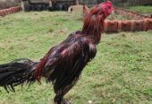 Ayam laga. BK mangon umur 9 bulan. win 2x Menang 2 air dan 3 air 8 men