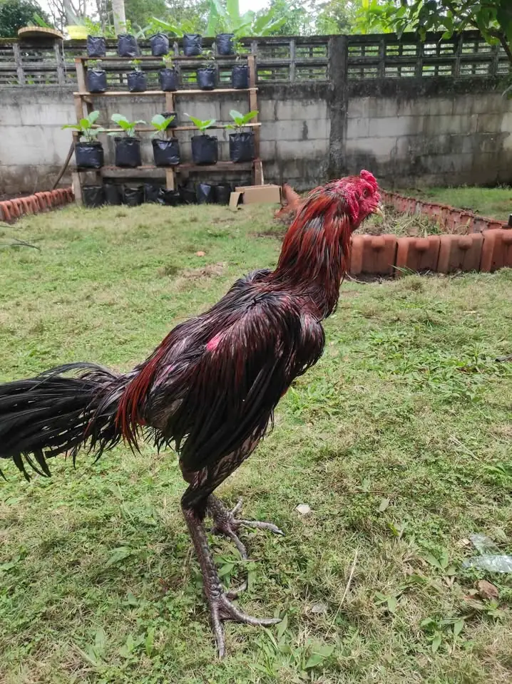 Ayam laga. BK mangon umur 9 bulan. win 2x Menang 2 air dan 3 air 8 men